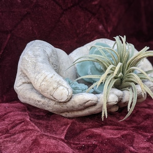 Cupped Hands