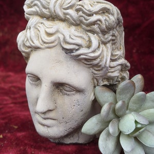 May include: A white plaster bust of a person with a sculpted hairstyle, used as a planter. A small green succulent plant is growing out of the top of the bust.