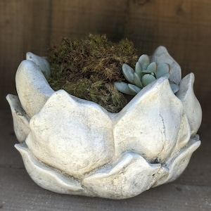 May include: A white ceramic planter shaped like a lotus flower with a green succulent plant inside.