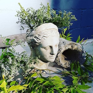 May include: A white plaster bust of a woman's head with a hole in the top, used as a planter. The bust is surrounded by green foliage and white flowers.