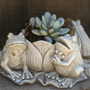 May include: A decorative planter made of gray stone, shaped like a lily pad with three frogs sitting on the edges. The planter is filled with a succulent plant with green leaves.