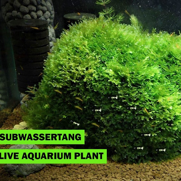 Live Subwassertang Moss Aquarium Plant Fast and Easy to Grow with Low Maintenance NO CO2 Required Fast and Ready for Shipping Toronto Canada
