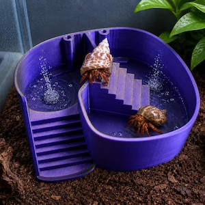 Könnte beinhalten: Ein violettes, mehrstufiges Kunststoffbecken für Einsiedlerkrebse mit integrierten Treppen und zwei Wasserbereichen. Zwei Einsiedlerkrebse mit braunen Gehäusen sind zu sehen, einer auf der Treppe und einer im Wasser. Blasen steigen auf.