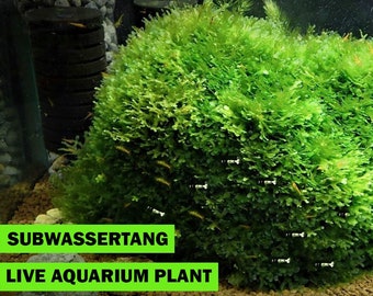 Live Subwassertang Moss Aquarium Plant Fast and Easy to Grow with Low Maintenance NO CO2 Required Fast and Ready for Shipping US Canada USPS