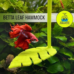 Betta fish resting leaf sales