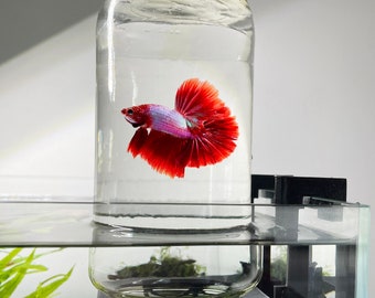 Betta fish tank near me sale