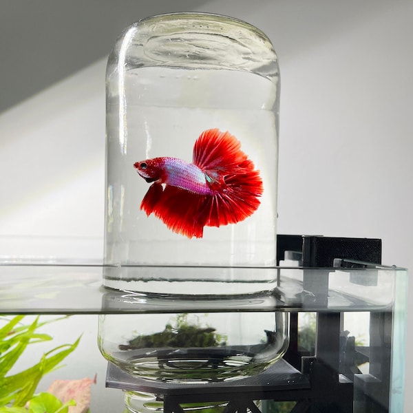 Umgedrehter Betta-Tankhalter, Panoramablick für Betta-Fische, 360-Grad-Ansicht für Betta-Fische, umgekehrtes Tankhalter-Set für Aquarien, hergestellt aus Kanada