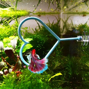 May include: A vibrant betta fish with red, white, and blue fins swims near aquatic plants in a fish tank. A light blue aquarium tool is positioned near the fish. The tank is filled with green plants and moss.