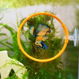Op de afbeelding: Een levendige oranje en blauwe bettavis zwemt in een aquarium met groene planten en een oranje plastic ring.