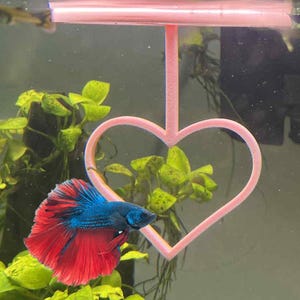 Happy Valentine's Day Betta Active Training Ring. Betta Excercise Entertainment Loop. Fun Activities for Fish. Keep Them Busy Training Ring.