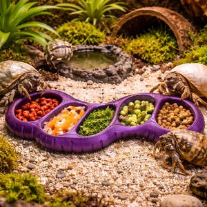 Könnte beinhalten: Eine violette Futterschale mit mehreren Fächern, gefüllt mit verschiedenen bunten Lebensmitteln. Mehrere Einsiedlerkrebse sind um die Schale herum positioniert, die sich in einer naturalistischen Terrariumumgebung mit Sand, Moos und Pflanzen befindet.