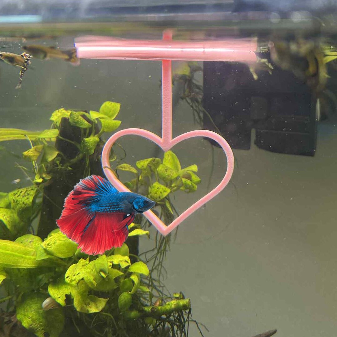 Happy Valentine's Day Betta Active Training Ring. Betta Excercise ...