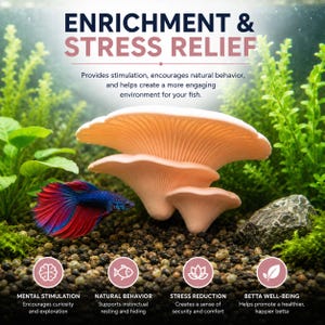 Puede incluir: Un adorno de acuario con forma de hongo rosa claro con l&aacute;minas visibles, colocado junto a un pez betta azul y rojo. El texto dice ENRICHMENT & STRESS RELIEF, MENTAL STIMULATION, NATURAL BEHAVIOR, STRESS REDUCTION y BETTA WELL-BEING.