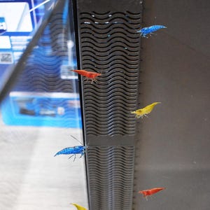 Può includere: Immagine di gamberetti colorati, tra cui varietà rosse, blu e gialle. I gamberetti sono posizionati vicino a una struttura scura con un motivo ondulato, forse parte di un acquario. I gamberetti sono piccoli, con zampe e antenne visibili.