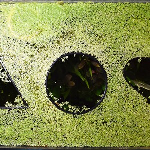 Duckweed Mix Floating Plant Aquarium Pond | UK