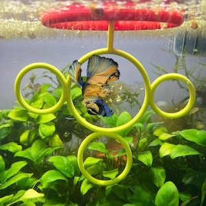 Op de afbeelding: Een levendige betta-vis met blauwe, gele en zwarte vinnen zwemt in een gele cirkelvormige structuur in een aquarium. Weelderige groene planten vullen de voorgrond en een rode voederring is zichtbaar aan de bovenkant.