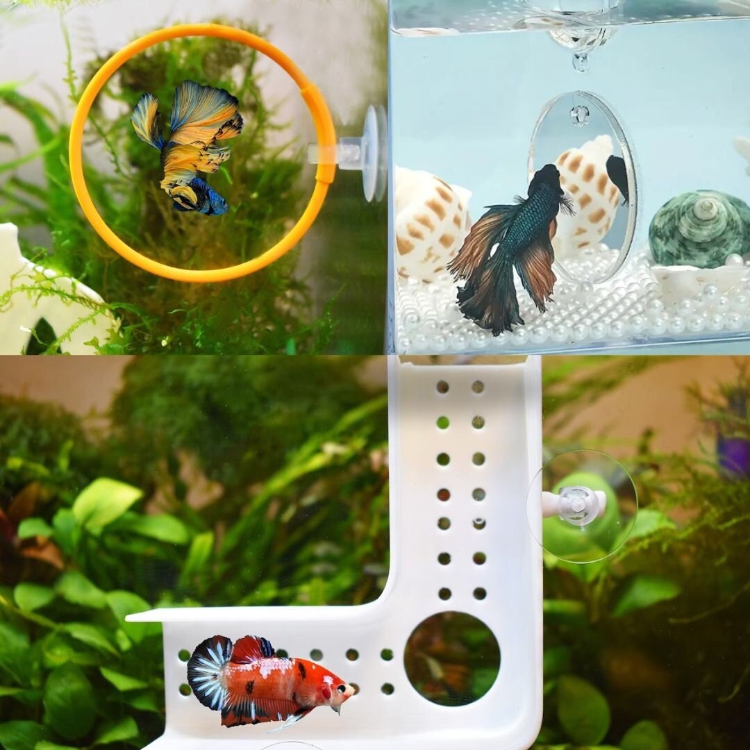 Betta Fish Training Set. Betta Tunnel Olympic Ring Mirror. 3D Printed