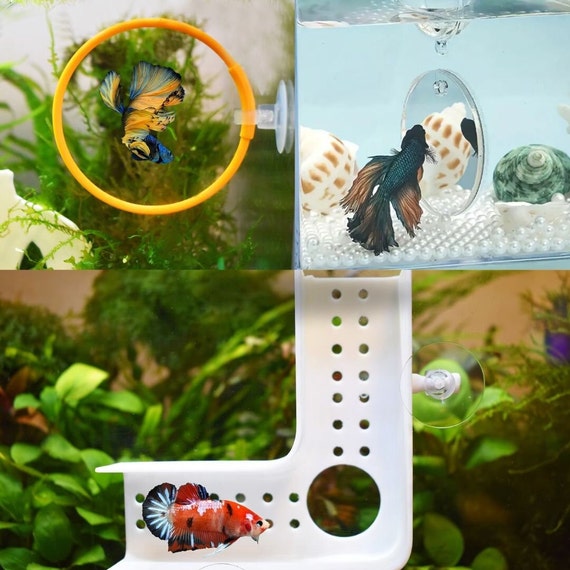 Betta-Fisch Spielzeug-Set Mit Spiegel & Schwimmringen – Anreicherung Für Aquarium, Blaugrün