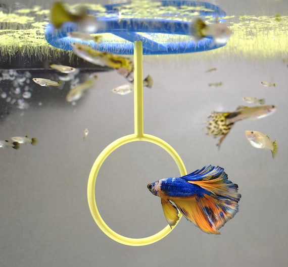 Betta feeding ring sale