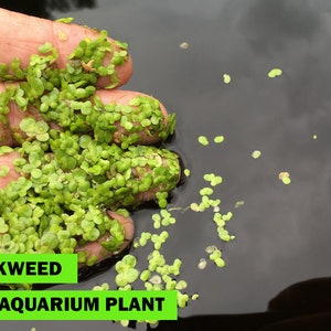 Live Duckweed Aquarium Floating Plant Fast and Easy to Grow with Low Maintenance NO CO2 Required Aquarium Plant, Ready for Fast Shipping
