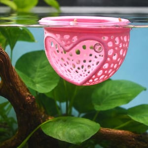 May include: A pink, heart-shaped aquarium breeding box floats in water. The box has numerous small holes and a heart-shaped cutout. Green aquatic plants and a brown branch are visible in the background.