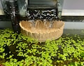 Bamboo Style Aquarium Baffle for HOB Filters. Gentle Flow Output. Betta & Shrimp Safe.  Sleek Eco-Friendly Design. Universal Fit. product logo