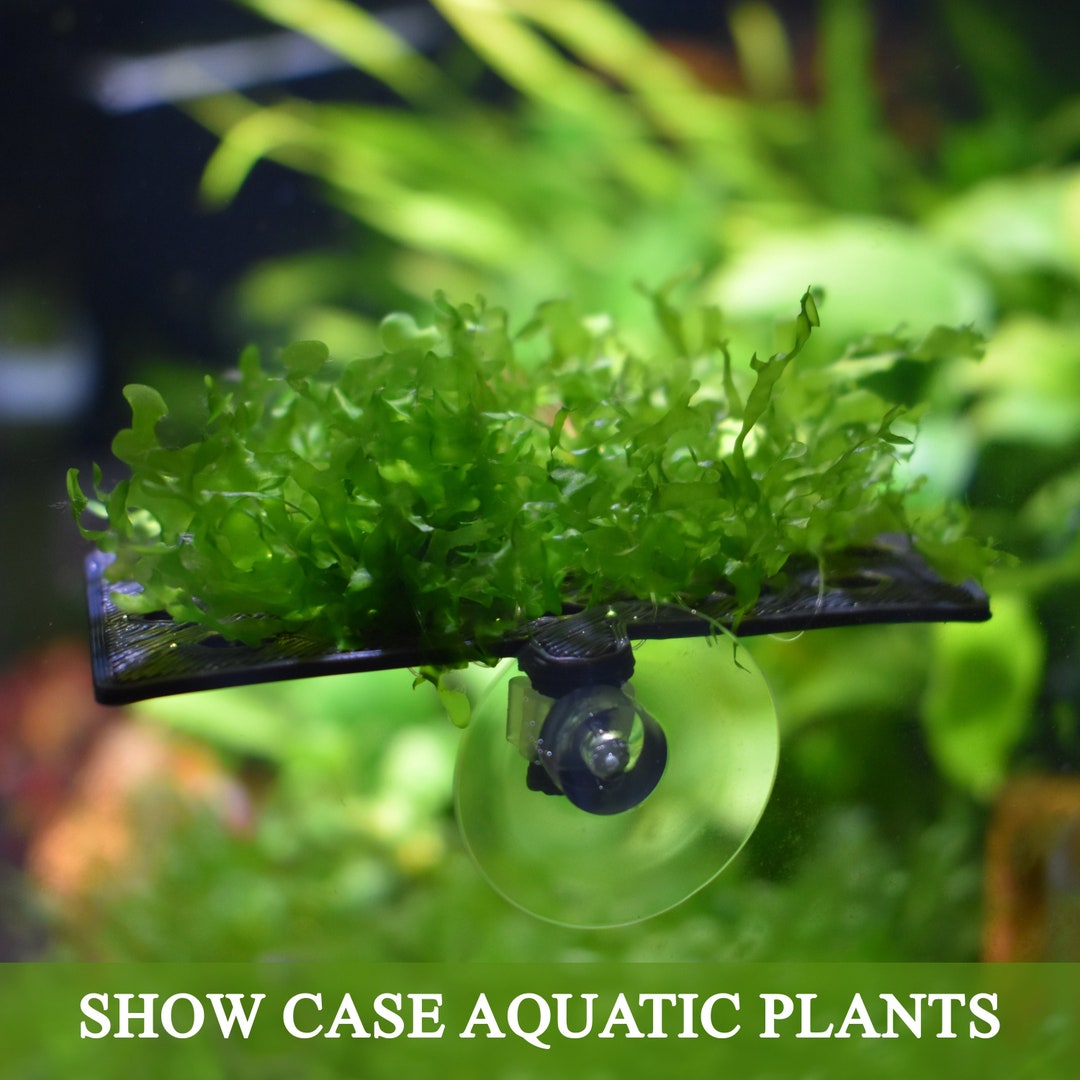 Aquarium Moss Ledge Holder Compatible With All Types of Etsy