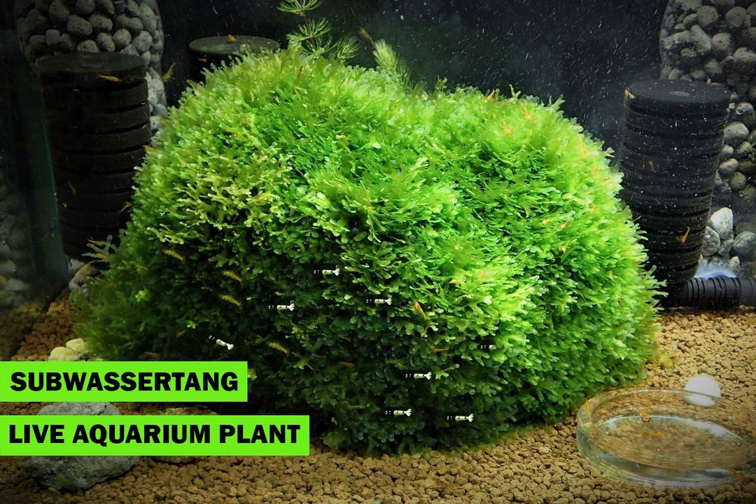 Live Subwassertang Moss Aquarium Plant Fast and Easy to Grow With Low