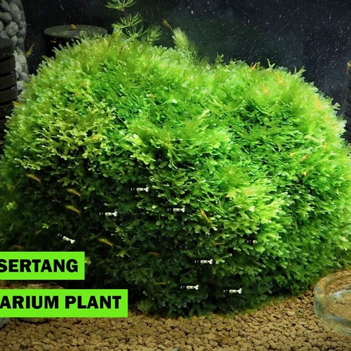 Live Subwassertang Moss Aquarium Plant Fast and Easy to Grow with Low Maintenance NO CO2 Required Fast and Ready for Shipping Toronto Canada