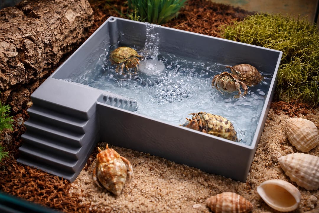 Large Hermit Crab Bubbler Pool. Spacious Room for Cabbies. Built in ...