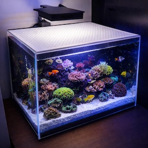 Op de afbeelding: Een rechthoekig glazen aquarium gevuld met kleurrijk koraal en kleine vissen. De tank heeft een witte geperforeerde bovenkant en een zwarte lamp. Het aquarium staat op een houten oppervlak.