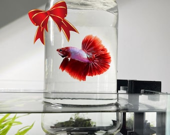 Inverted Betta Tank Holder, Panoramic View for Betta Fish, 360 View for Betta Fish, Inverted Tank Holder Kit for Aquarium, Made from Canada.