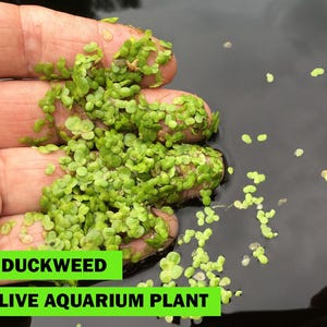 May include: A hand cradles a clump of vibrant green duckweed, a live aquarium plant, against a dark water backdrop. The image includes the text "DUCKWEED LIVE AQUARIUM PLANT" in a green rectangle, highlighting the plant's use.