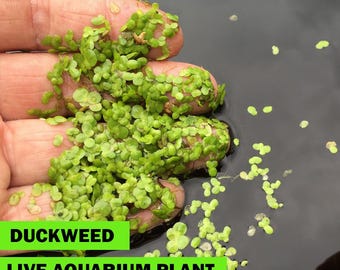Plante flottante d'aquarium de lentilles d'eau vivantes, rapide et facile à cultiver, nécessitant peu d'entretien.