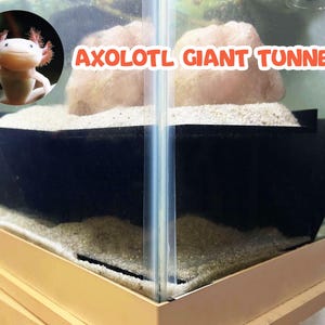 May include: Axolotl Giant Tunnel, a clear glass aquarium with a black background and a white sand substrate. A white axolotl is visible in the top left corner of the image.