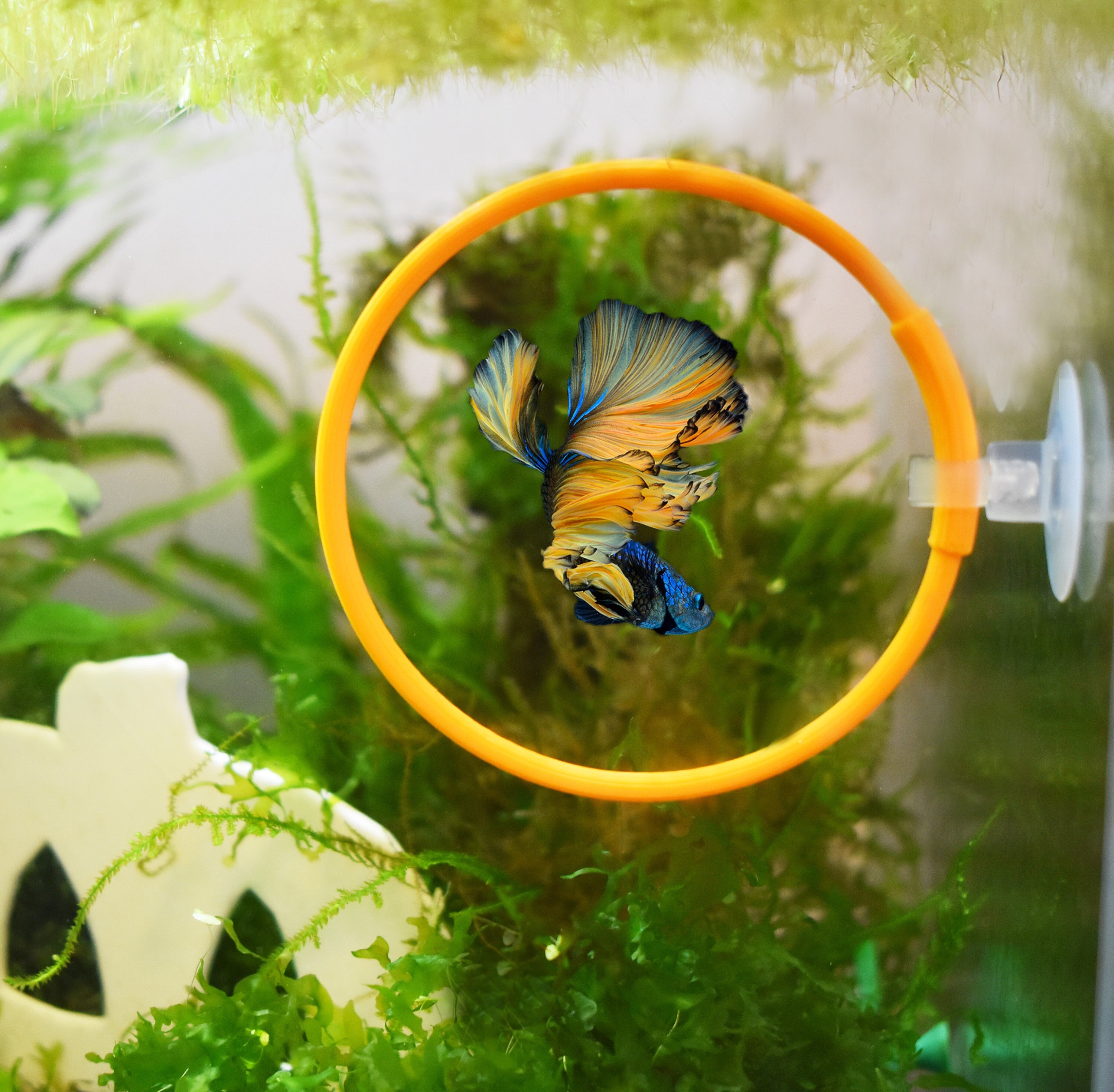 betta fish boxing ring Olympic Ring for Betta Fish Trainning. 3D Printed Betta Excercise Loop.  Betta Loop for Aquarium Decor. Fast Shipping From Canada