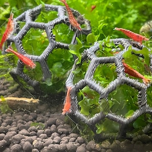 Op de afbeelding: Twee zwarte draadgaasbollen gevuld met groen mos en rode garnalen. De bollen bevinden zich in een tank met grind en planten.