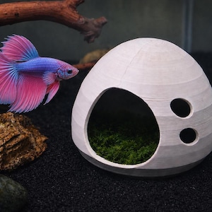 Peut inclure: Un poisson Betta bleu et rose vif nage près d'une cachette d'aquarium blanche en forme de dôme. La cachette a une grande ouverture et deux petits trous circulaires. L'arrière-plan est sombre, avec une petite roche et du bois flotté.