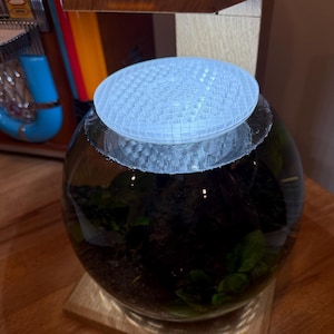 May include: A clear, round glass terrarium with a light blue, patterned lid. The terrarium sits on a small, square wooden base. Inside, dark soil and green plants are visible, creating a miniature ecosystem.
