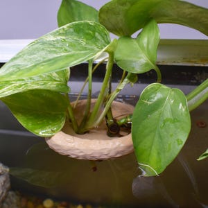 Può includere: Primo piano di una pianta di pothos verde e bianco variegato con grandi foglie a forma di cuore. La pianta è in un piccolo vaso circolare beige che galleggia nell'acqua. Le foglie hanno una consistenza lucida e sono parzialmente sommerse.