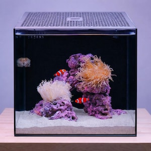 May include: A square aquarium with a silver top houses a vibrant underwater scene. Two clownfish with orange and white stripes swim among purple coral and white anemones. The tank sits on a wooden surface.