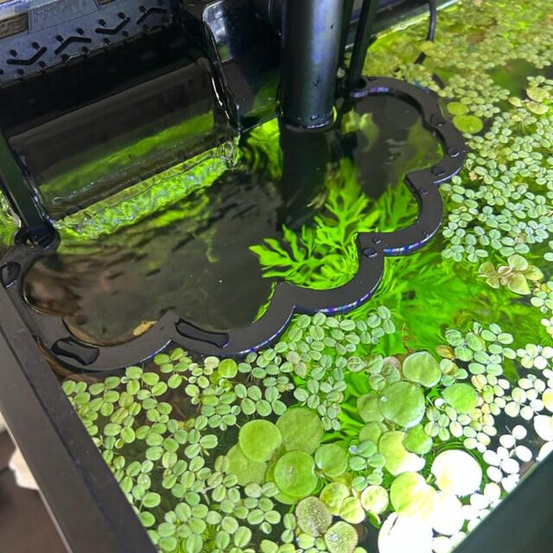 Puede incluir: Un anillo negro de borde festoneado para plantas acu&aacute;ticas flotantes en un acuario. El anillo crea un &aacute;rea de superficie despejada para el flujo de agua cerca de la entrada del filtro, rodeado de peque&ntilde;as plantas acu&aacute;ticas verdes.
