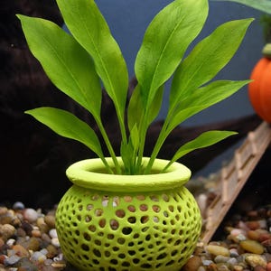 Peut inclure: Une plante aquatique d'un vert éclatant aux feuilles longues et pointues poussant dans un pot rond vert citron. Le pot présente une surface texturée et poreuse avec un motif répétitif de petits trous circulaires sur tout son corps sphérique.