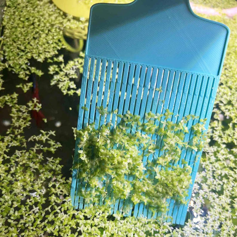 May include: A blue aquarium net scoops up green aquatic plants. The net has a rectangular head with vertical slots and a handle. The plants are small and leafy, floating in the water. The background is a dark, possibly glass, aquarium.
