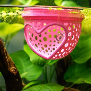 May include: A pink, heart-shaped aquarium decoration floats in water, surrounded by green plants. The decoration has a perforated design with a heart cutout in the center. The water surface reflects the pink color of the decoration.