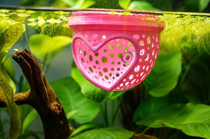 May include: A pink, heart-shaped aquarium decoration floats in water, surrounded by green plants. The decoration has a perforated design with a heart cutout in the center. The water surface reflects the pink color of the decoration.