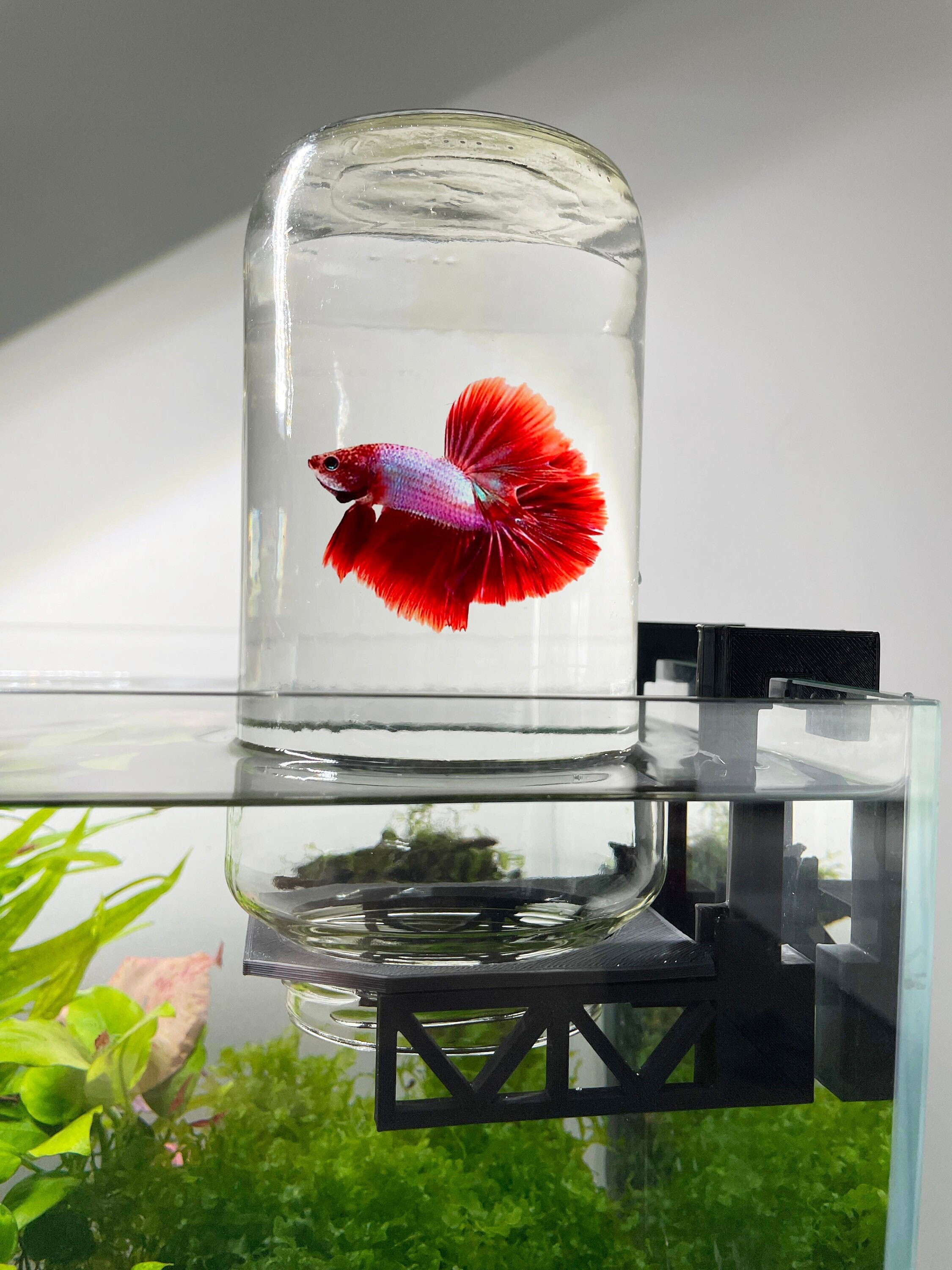 Inverted Betta Tank Holder, Panoramic View for Betta Fish, 360 View for Betta  Fish, Inverted Tank Holder Kit for Aquarium, Made From Canada -  Israel