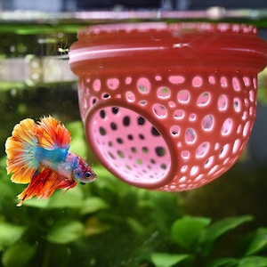 May include: A vibrant betta fish with blue, red, and yellow fins swims near a coral-colored, perforated aquarium decoration. The fish is in an aquarium with green plants and clear water.
