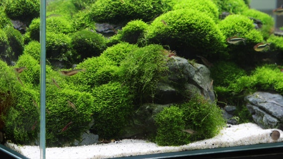 Growing Green - Live Mosses for Aquariums