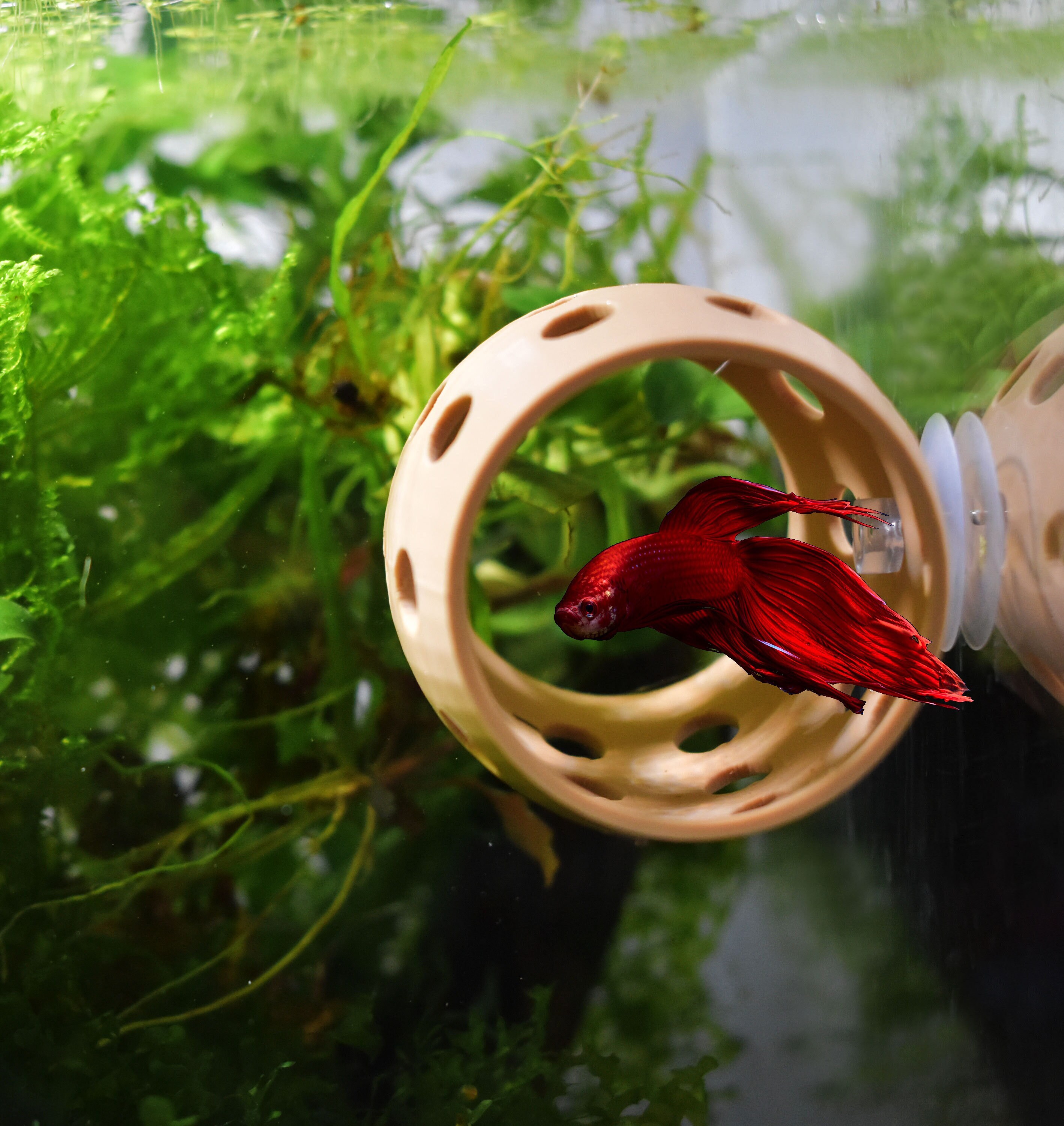 Betta Sleeping & Relaxation Tube. Hideout Tube for Betta to Chill